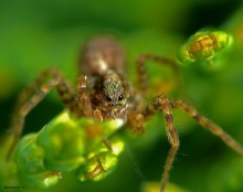 Spider-wolf / Acantholycosa lignaria