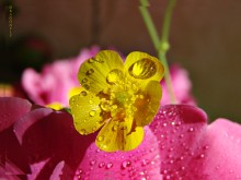 Buttercup and pion / //////////////////////