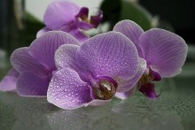 with drops ... / ***