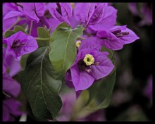 Flowers / Nice flowers