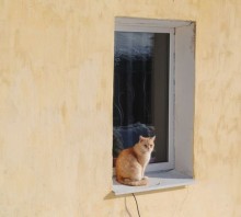 About the house and the cat / ********
