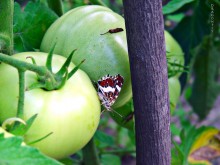 Butterfly and tomatoes:) / ******