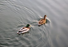 he and she / ,,,,,,,,,,