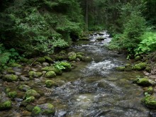 creek in the woods / *********