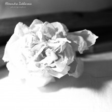colorless / ***
