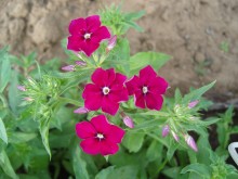 Summer flower / 26.07.09