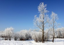 In a snowy park / ***