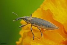 Weevil Frachnik ordinary / Lixus iridis