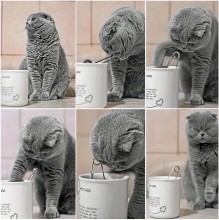 cooking tea-cat ... / ***