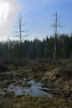 Spring, the swamp ... / ***