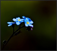 Forget-me-... / ***