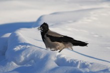Swimming in the snow / ***