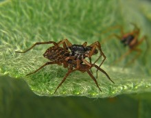 Spiders-wolves Acantholycosa lignaria / Acantholycosa lignaria