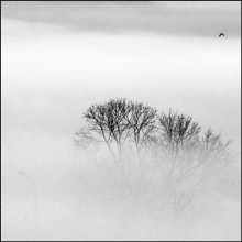 Foggy Morning ... / *****