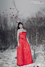 Rose in the Snow / ***