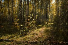 Autumn beam in the birch forest / *******