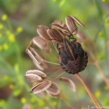 Italian bedbug nymph / ***