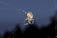 Web host / ***