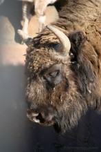 European bison / ***
