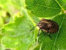 Italian bedbug nymph / ***