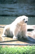 White Bear / ***