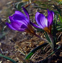 Crimean crocus / ***