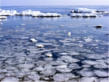 ice water lilies / ***