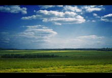 Grazing in the meadow ... / ***