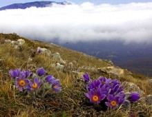 Spring on the southern slopes of the Crimean mountains / ***