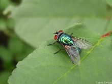 Green Fly / ***
