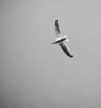Seagull ... / ***