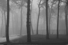 in the fog / *******