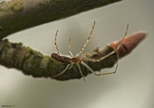 Spider-knitter / Tetragnathidae