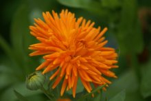 calendula / ***