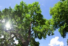 Summer in the oak forest / ***