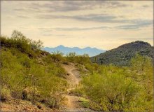 in the desert also happens to spring. in February / ***