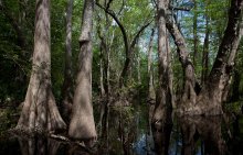 In the forests of Florida / *****