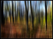 Melody of autumn forest .... / ***