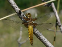 Dragonflies / ________