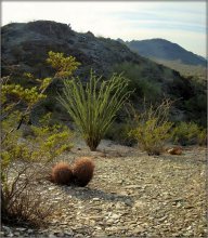 Spring in the desert .. 2 / ***