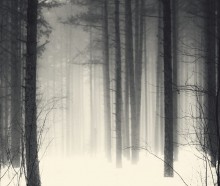Spring morning ... / ***