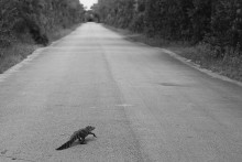 On the roads of Florida / ***