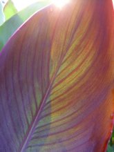 Hit the sun kannu / ***