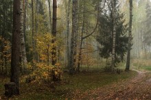 Rainy evening in the forest / ***