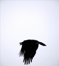crow / ***