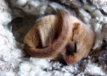 Oreshnikova dormouse / ***