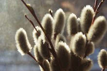 here it is, a symbol of the coming of spring / ***