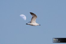 Seagull / ***