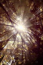 Light ray / ***