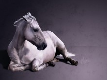 white horse / ***